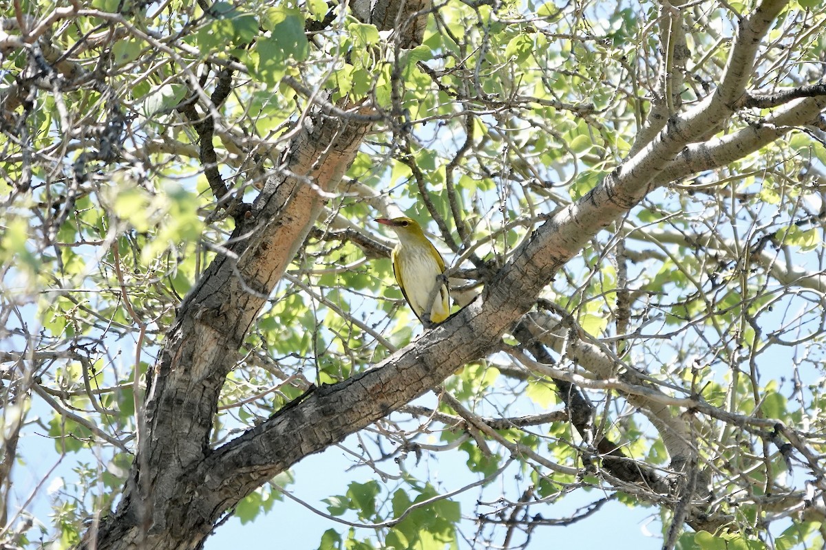 Вивільга звичайна - ML644606269