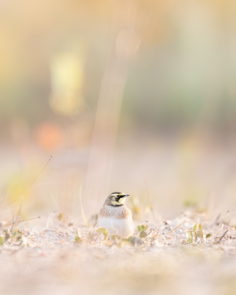 Horned Lark - ML644606270