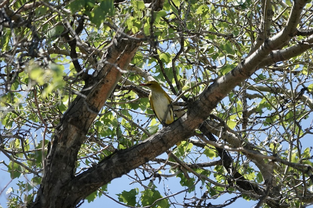Вивільга звичайна - ML644606272