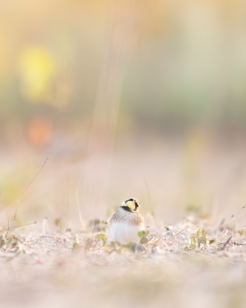 Horned Lark - ML644606274