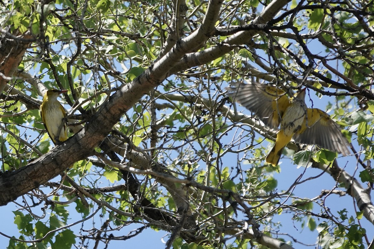 Вивільга звичайна - ML644606275
