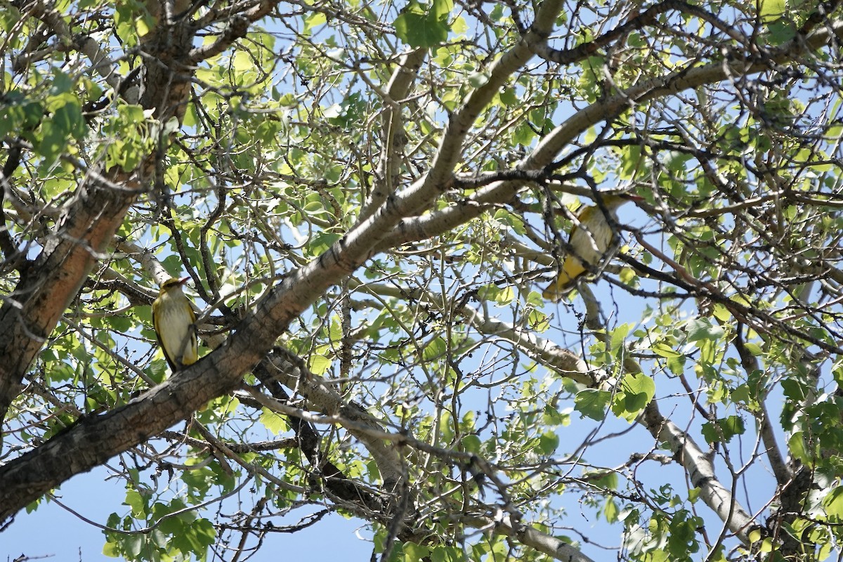 Вивільга звичайна - ML644606277