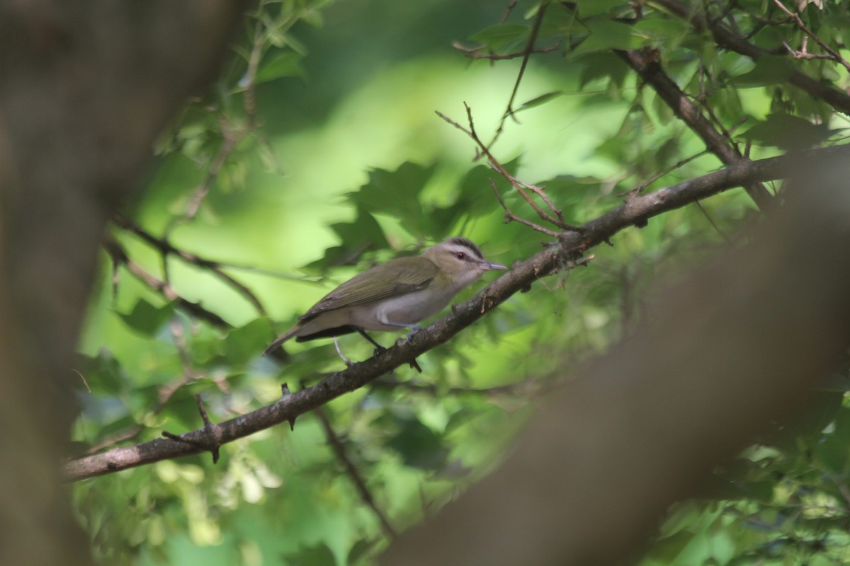 Kızıl Gözlü Vireo - ML644606280