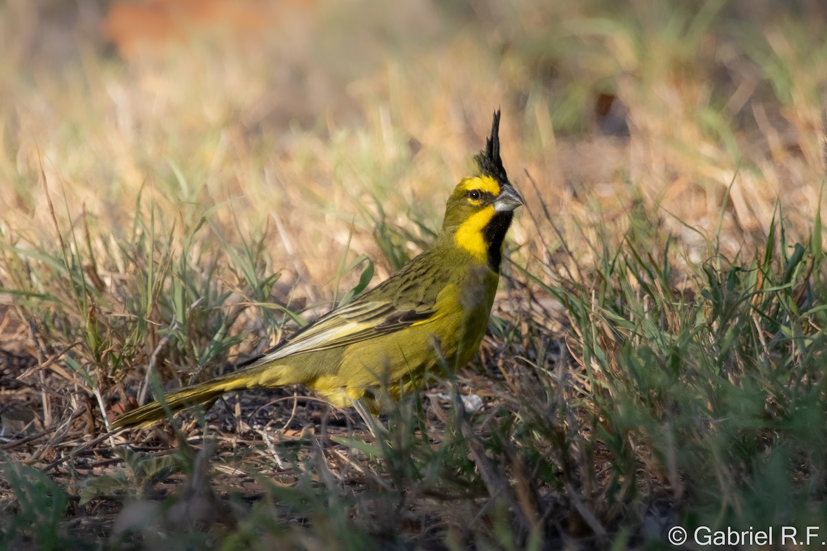 Yellow Cardinal - ML644606285