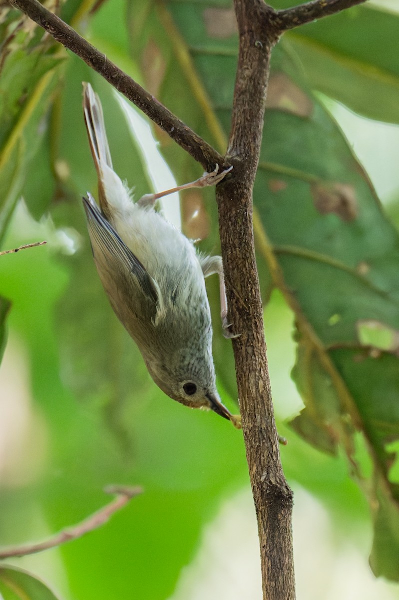 Large-billed Scrubwren - ML644606294