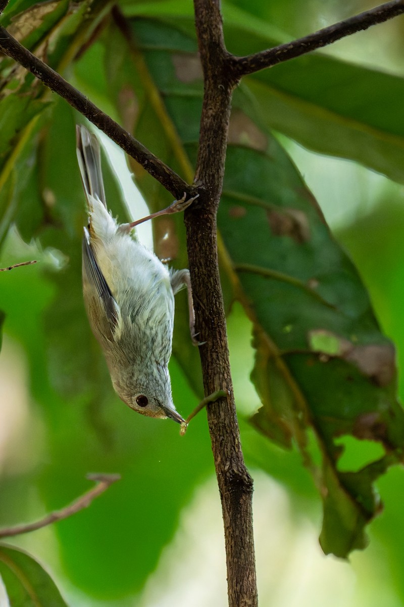 Large-billed Scrubwren - ML644606295