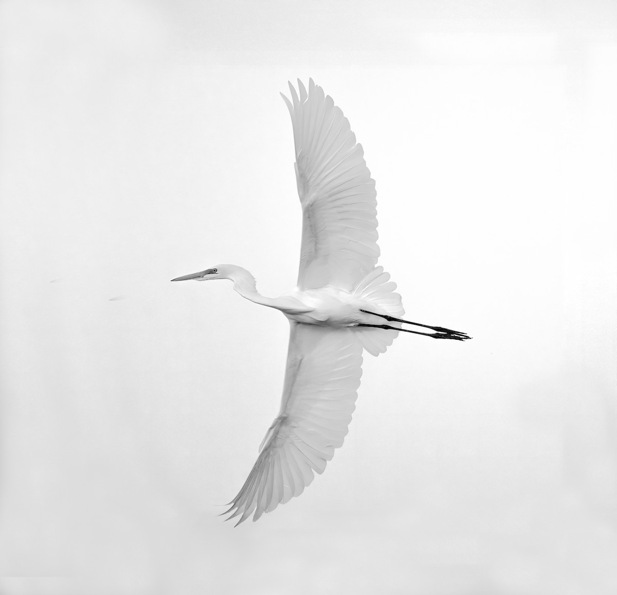 Great Egret (American) - ML644606326