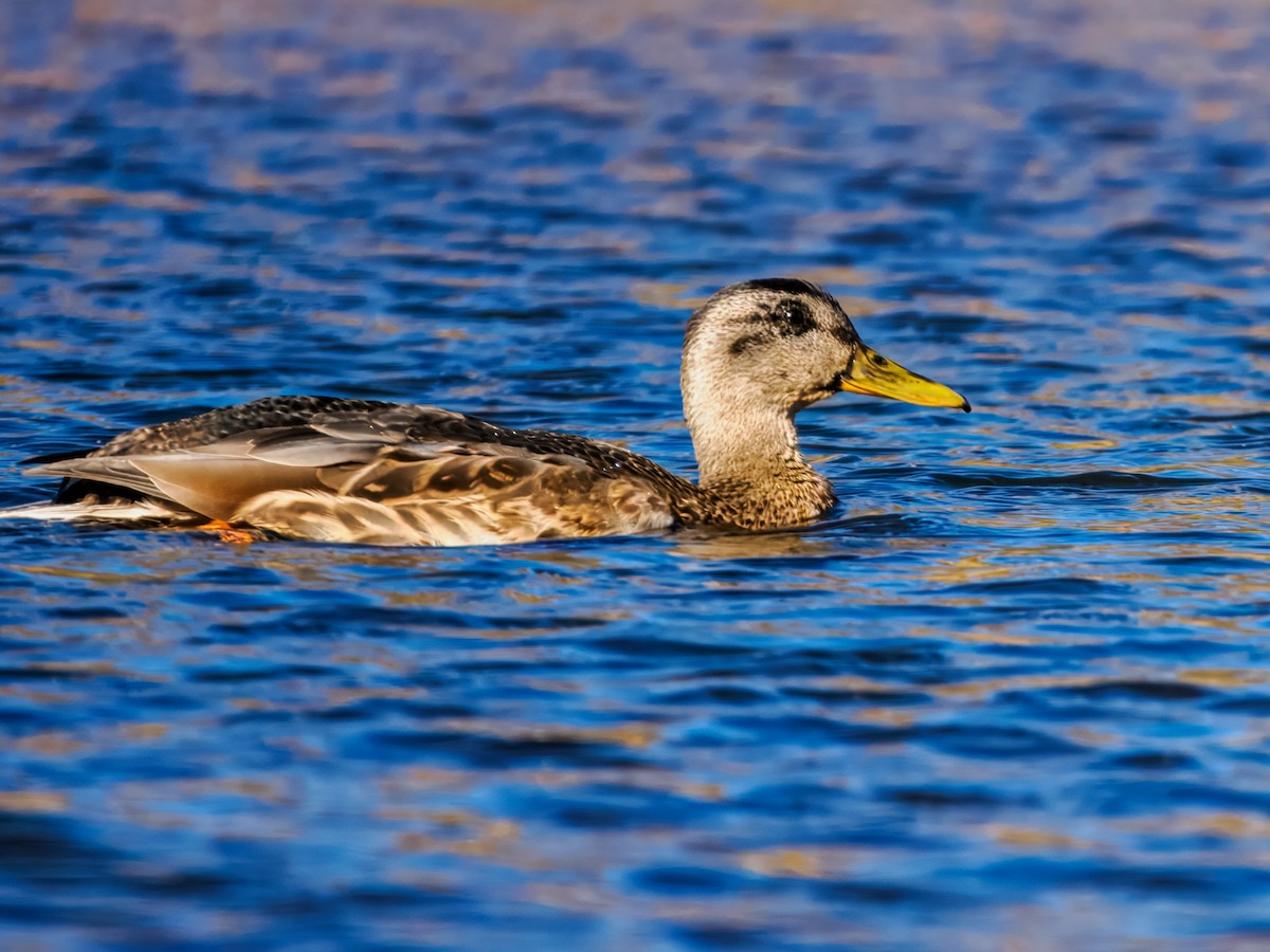 Mallard - ML644606330