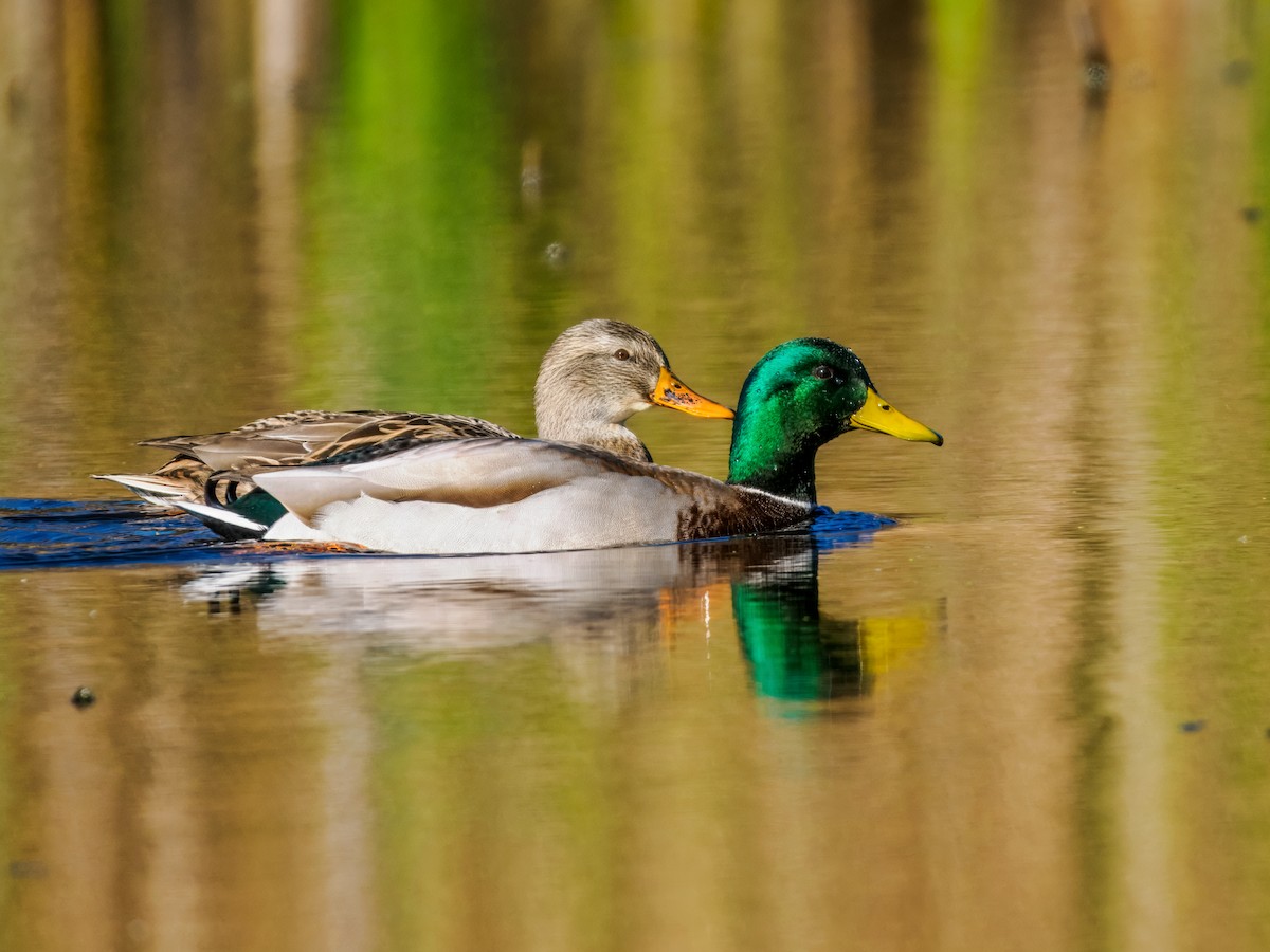 Mallard - ML644606331