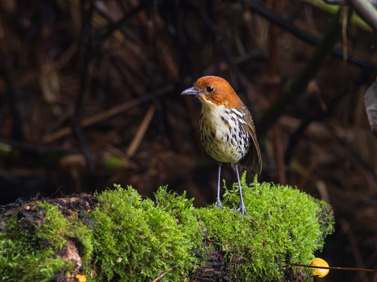 Chestnut-crowned Antpitta - ML644606340