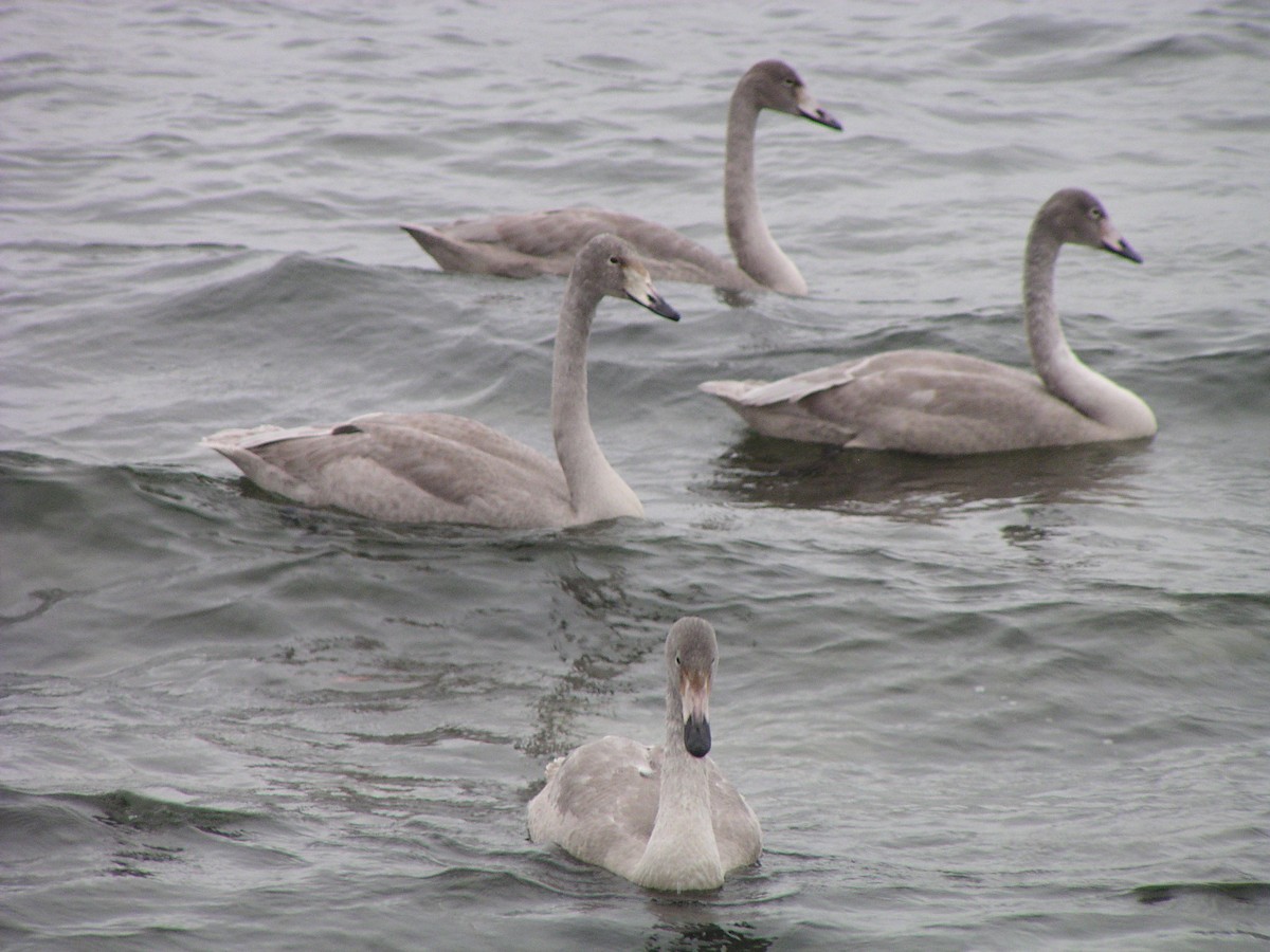 labuť zpěvná - ML644606342