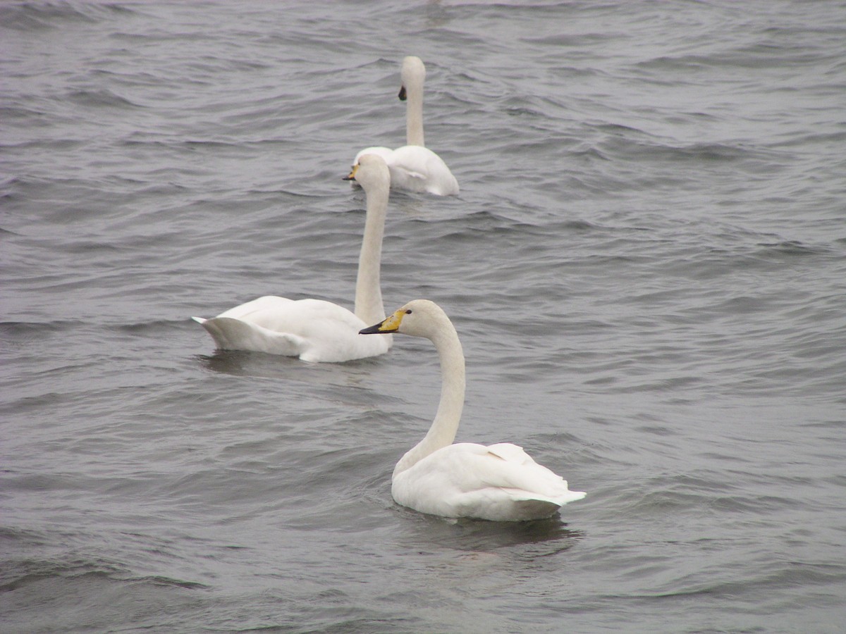 labuť zpěvná - ML644606343