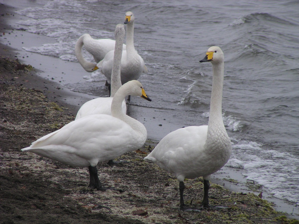 labuť zpěvná - ML644606344