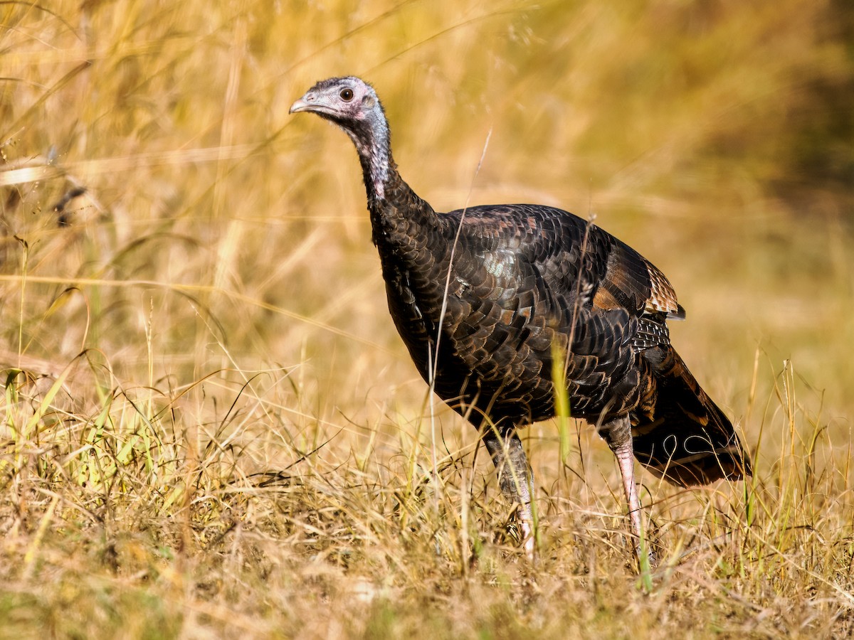 Wild Turkey - ML644606353