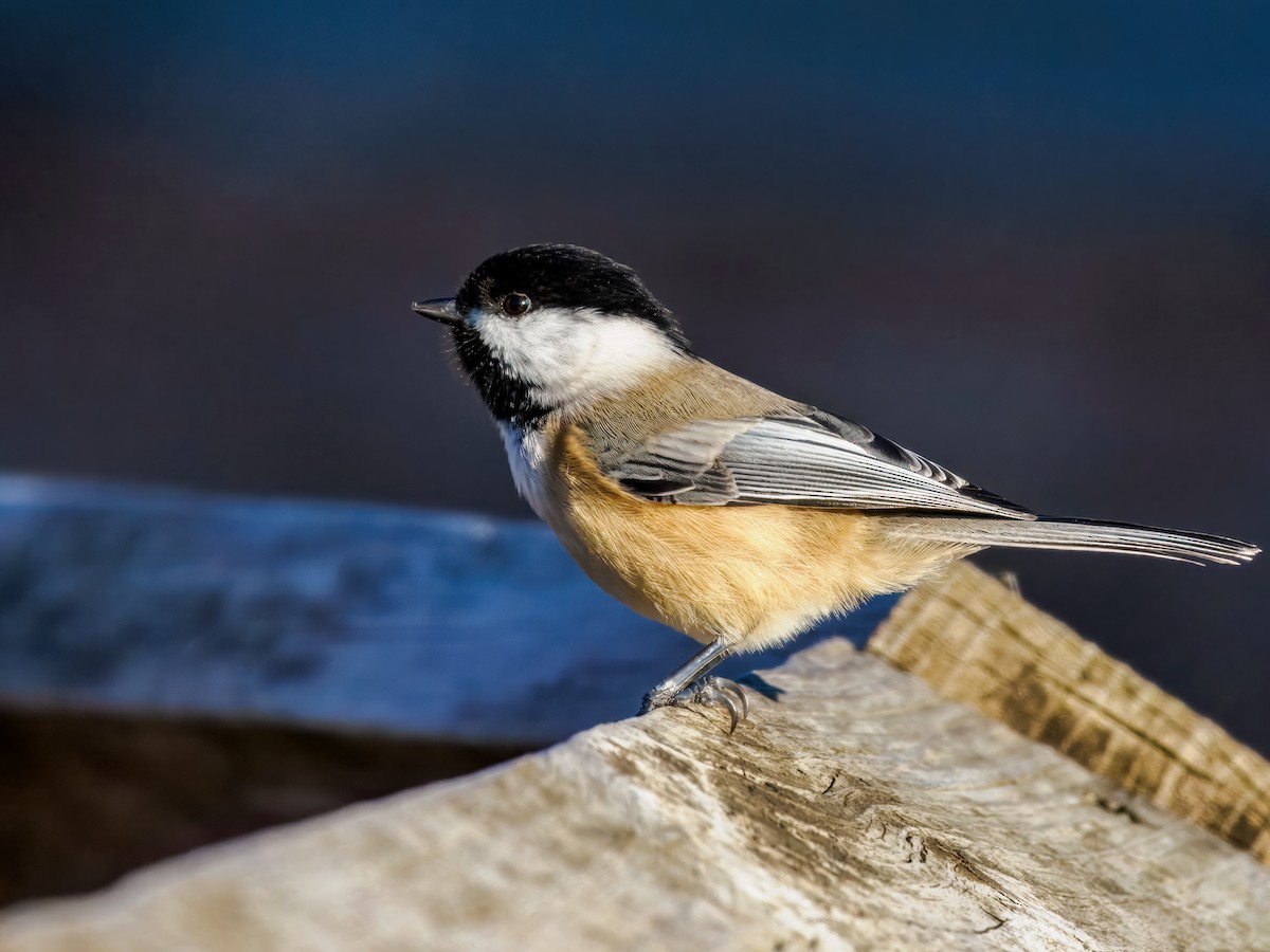 Black-capped Chickadee - ML644606355
