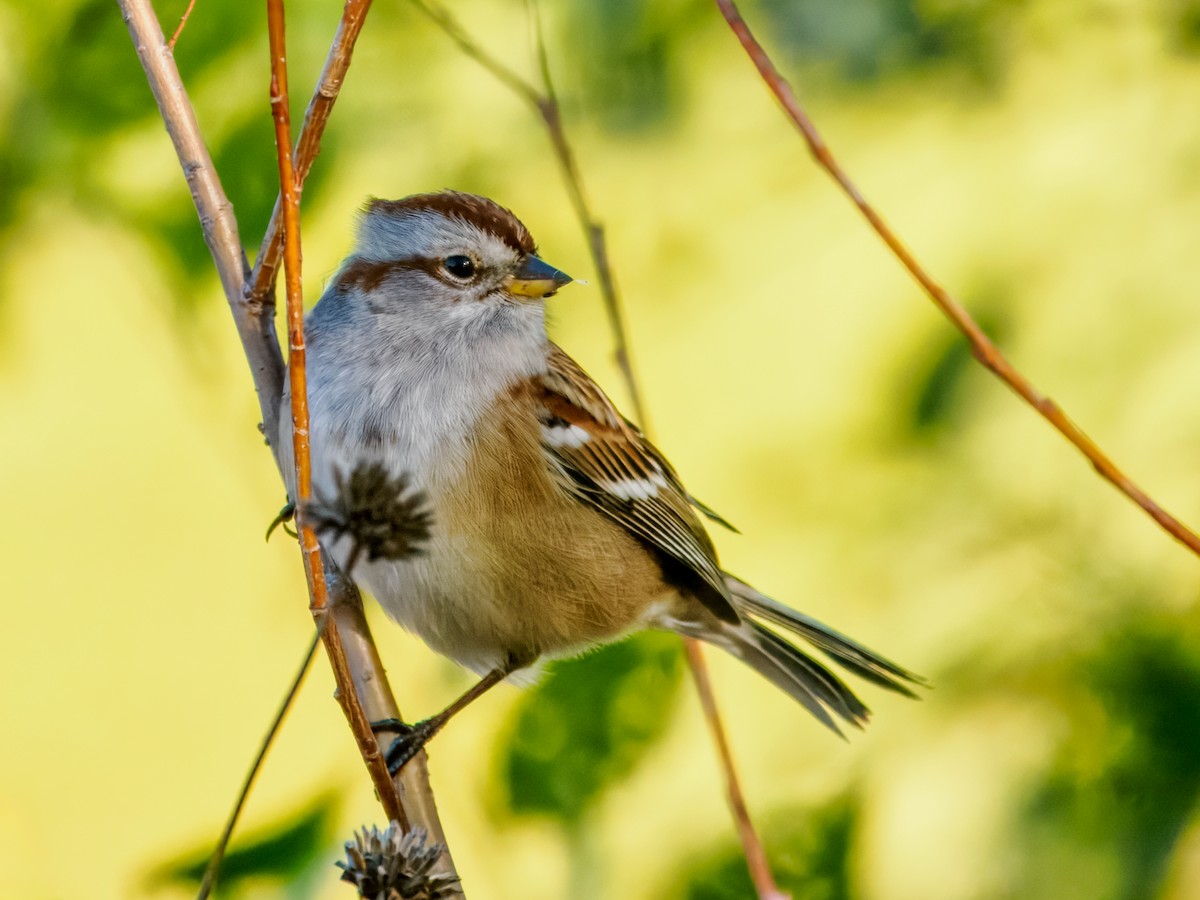 ムナフヒメドリ - ML644606360