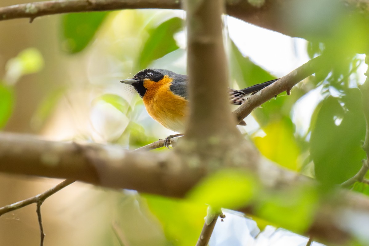Australian Spectacled Monarch - ML644606362