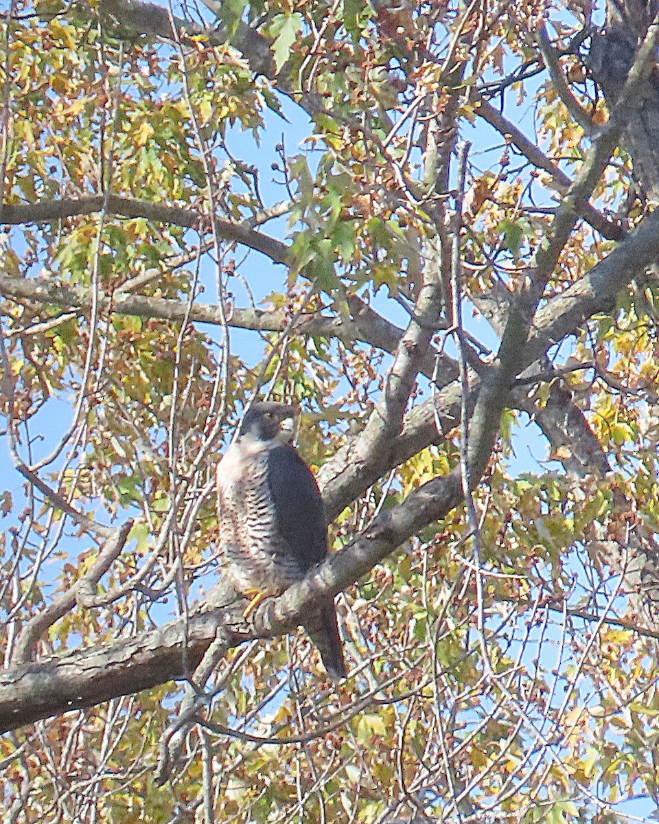 vandrefalk - ML644606369