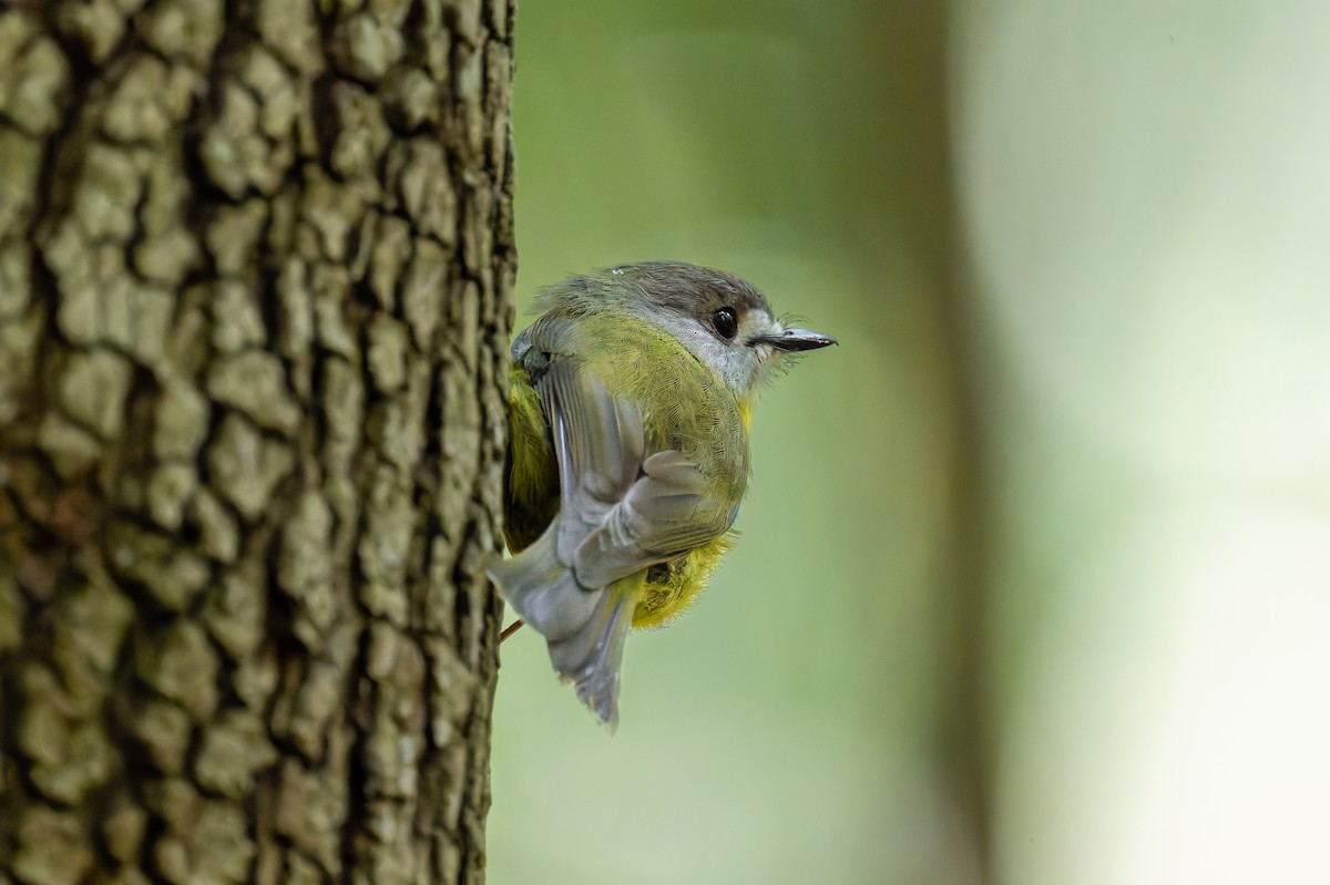 lejsčík žlutavý - ML644606371