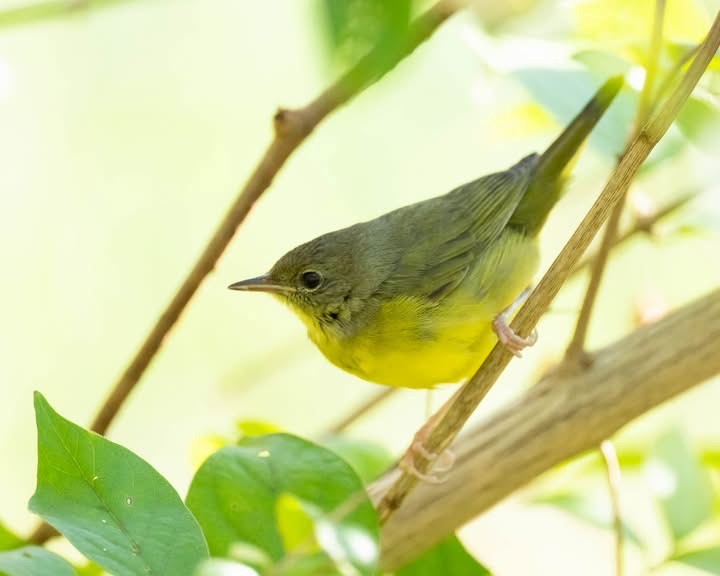 Цитринка чорновола - ML644606377