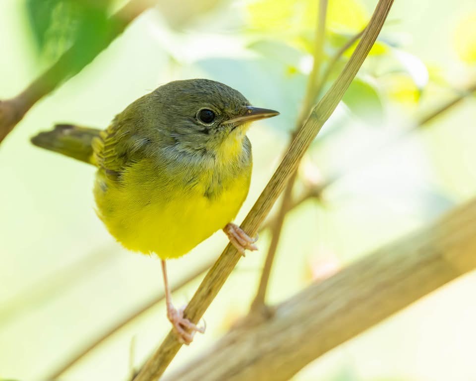 Цитринка чорновола - ML644606378