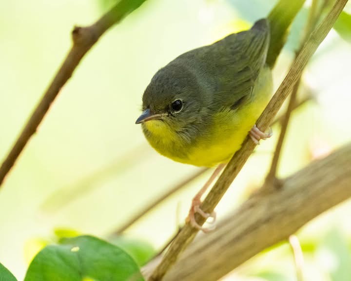 Цитринка чорновола - ML644606379