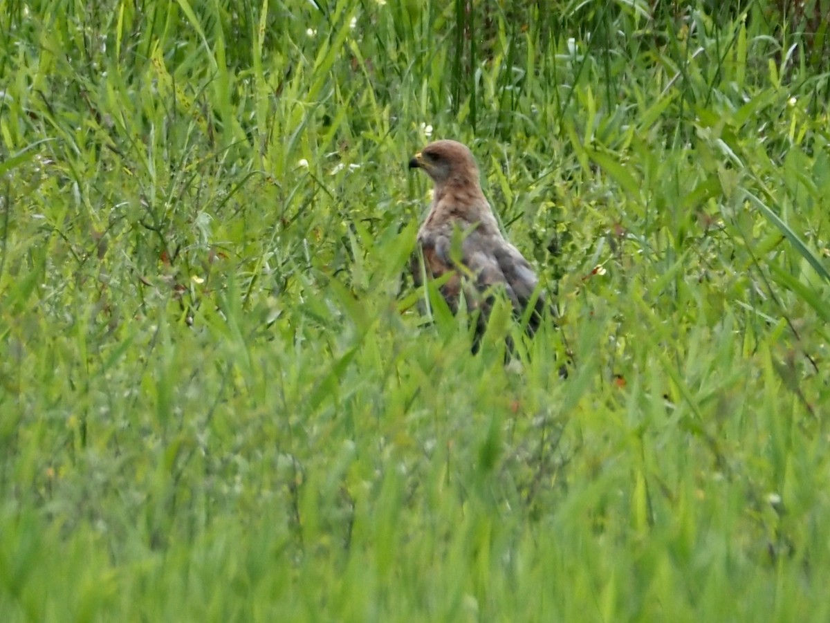 サバンナノスリ - ML644606385