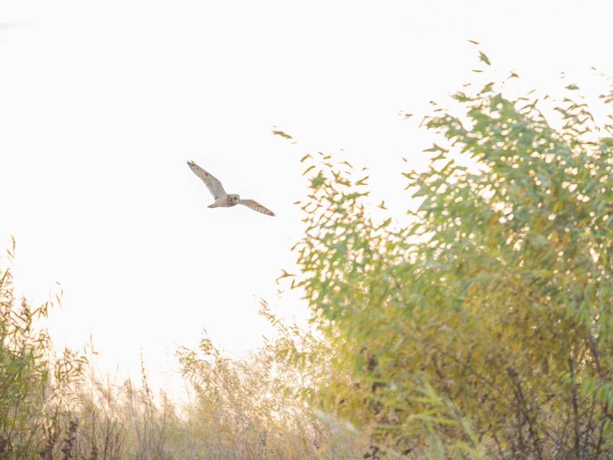 Short-eared Owl - ML644606390