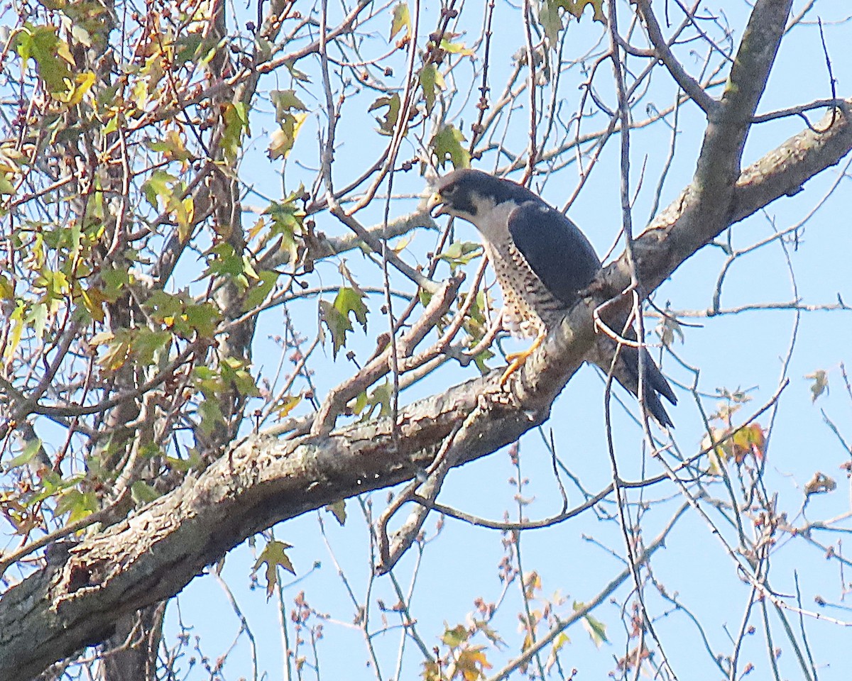 vandrefalk - ML644606391