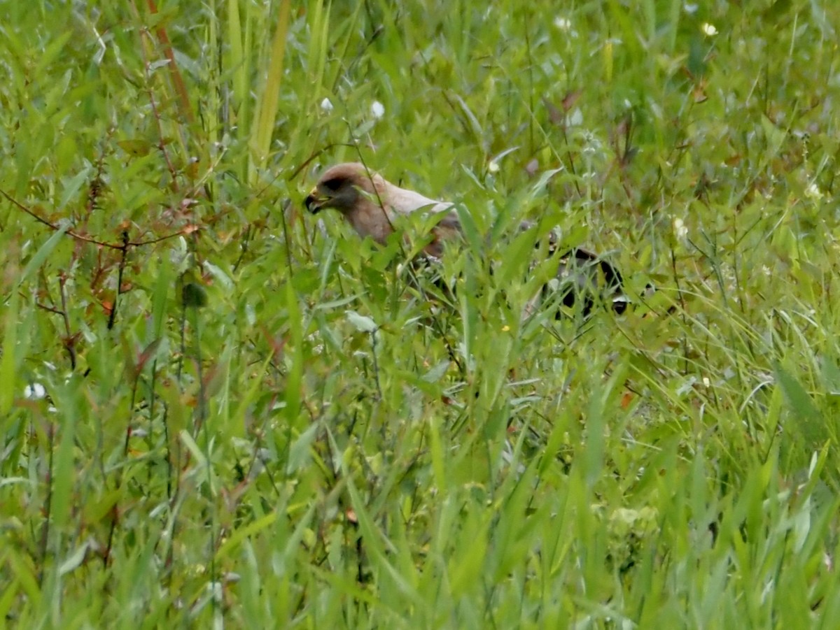 サバンナノスリ - ML644606396