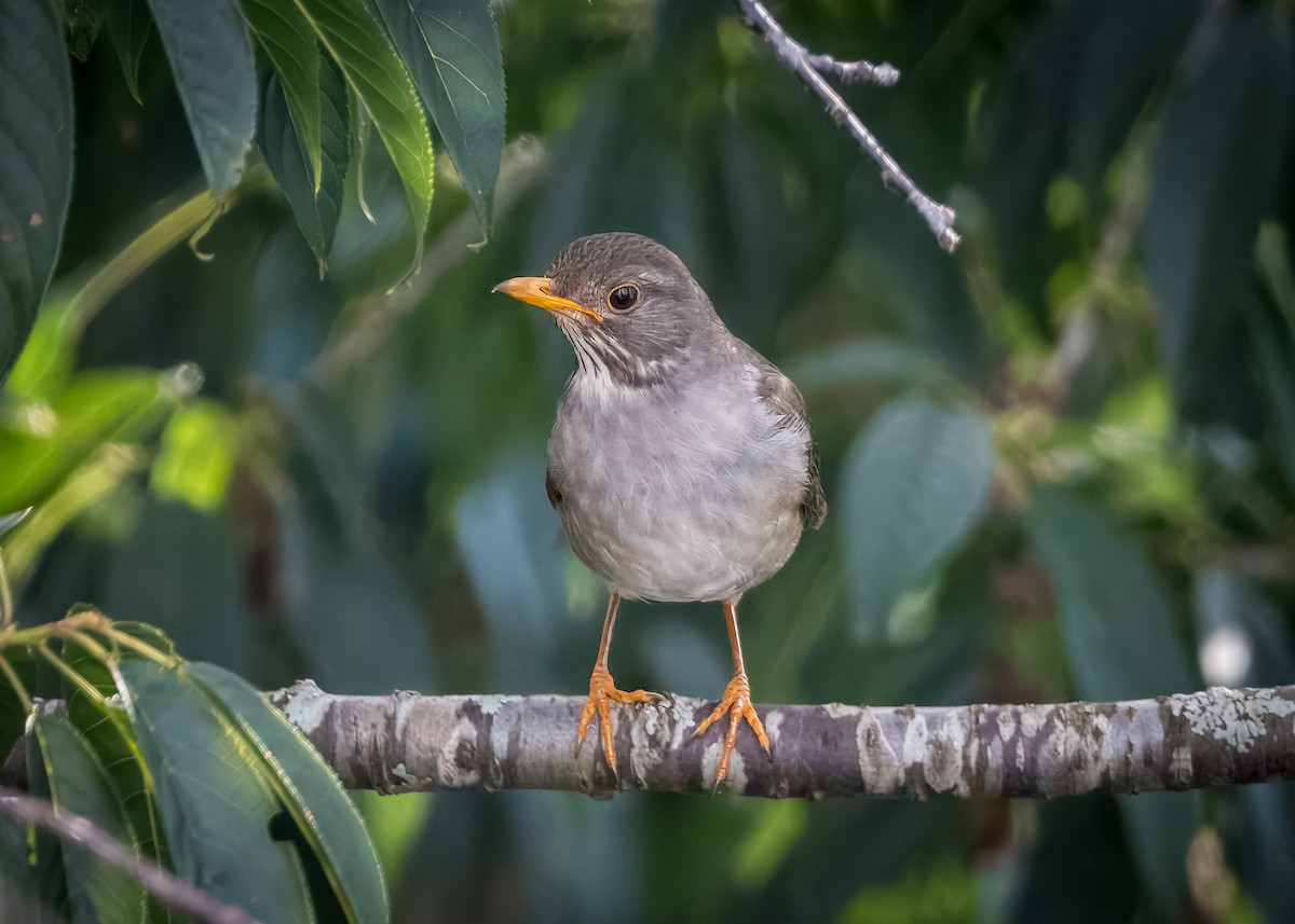 Blacksmith Thrush - ML644606406