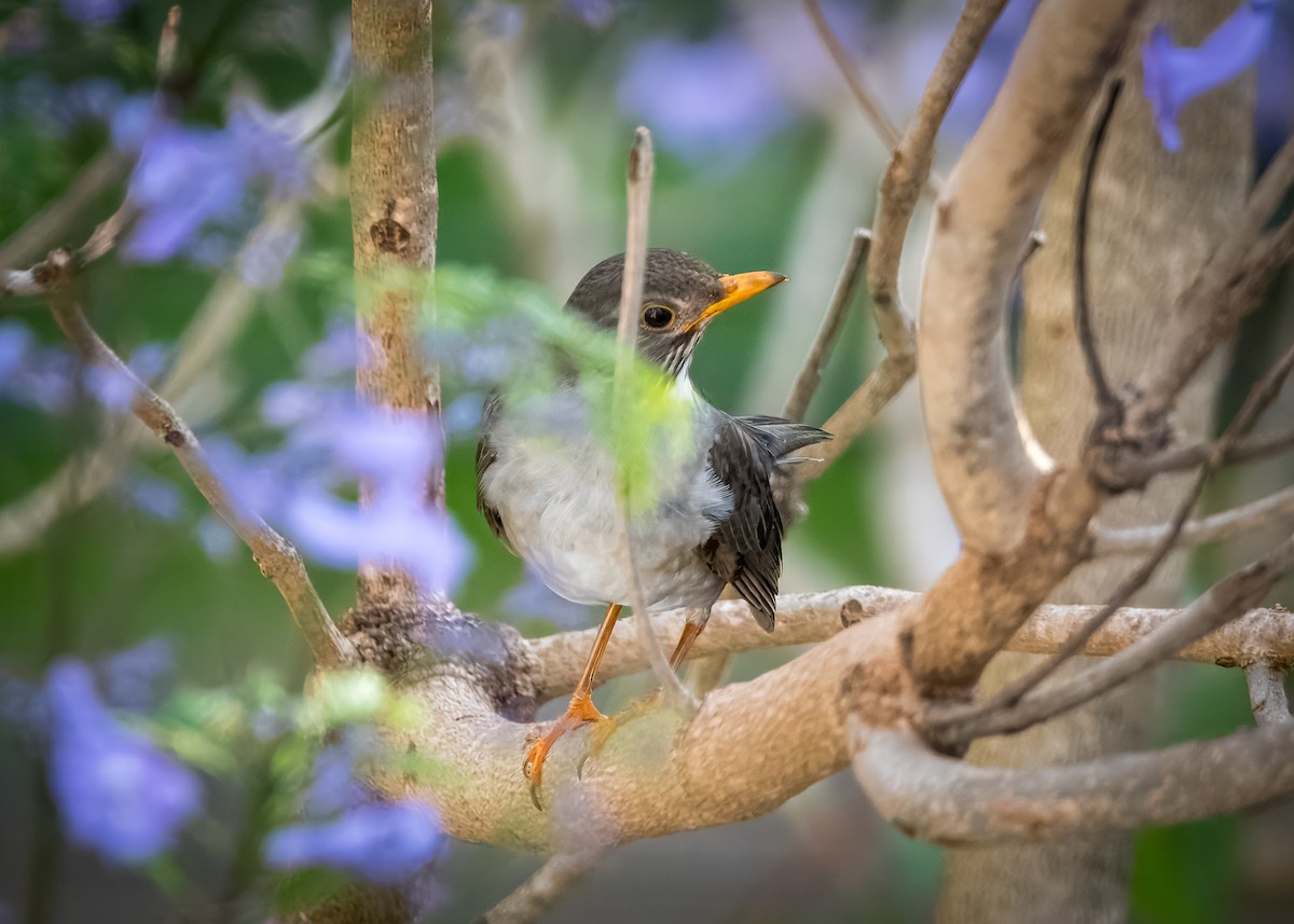 Blacksmith Thrush - ML644606407