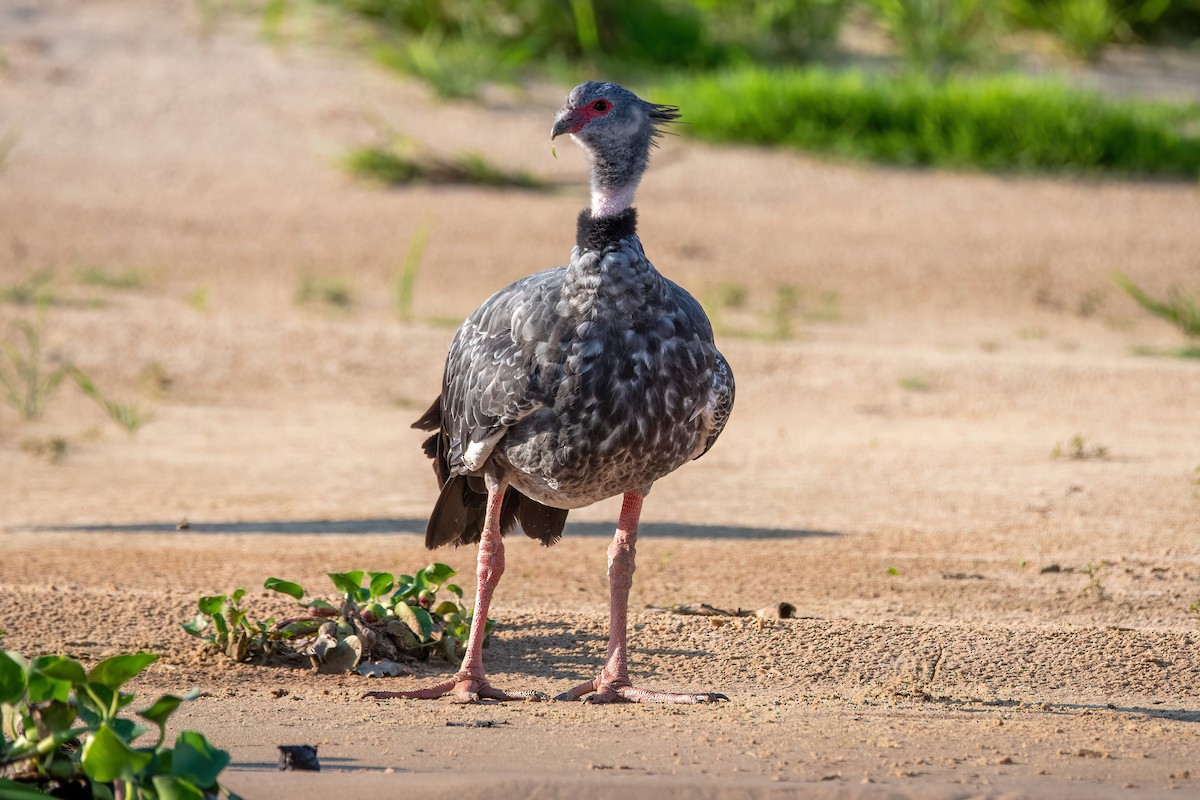 Southern Screamer - ML644606412