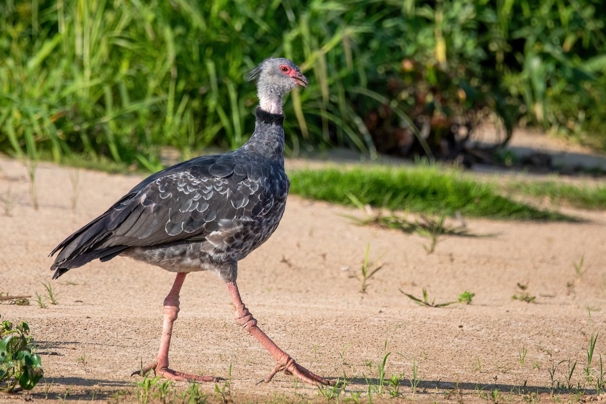 Southern Screamer - ML644606413