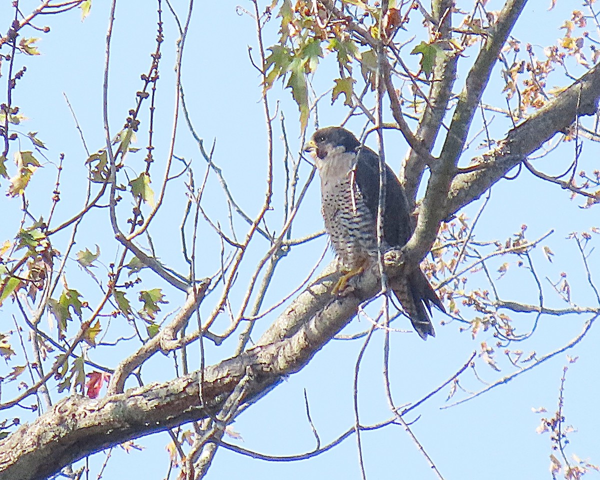 vandrefalk - ML644606415