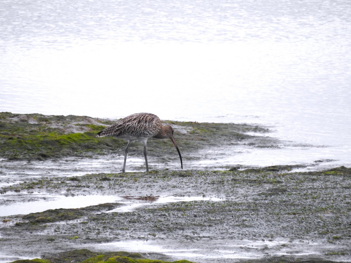 Eurasian Curlew - ML644606423
