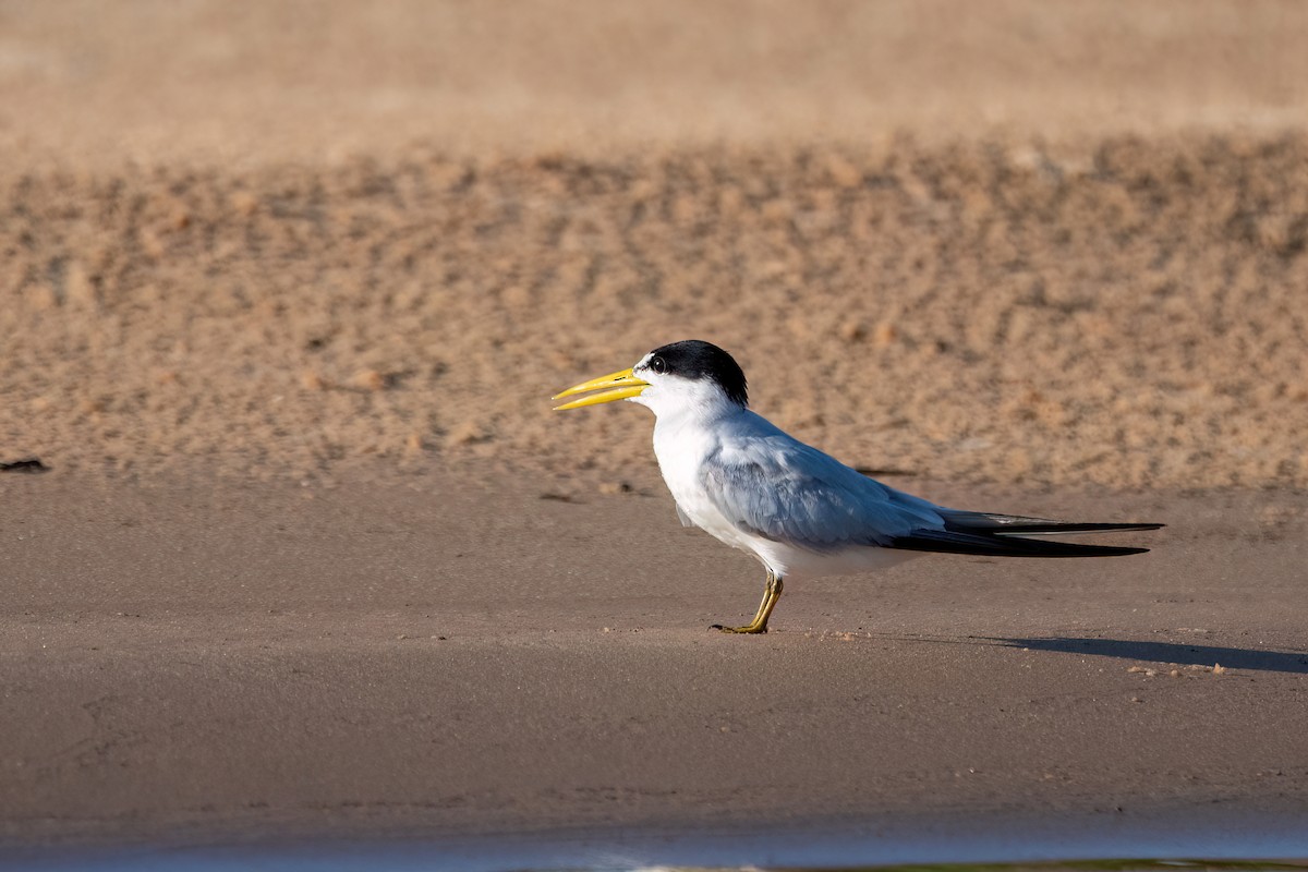 Yellow-billed Tern - ML644606424