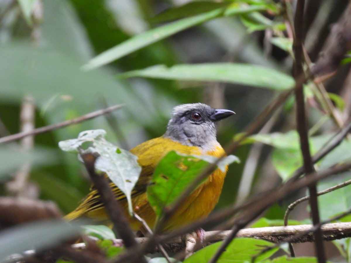 Gray-headed Tanager - ML644606428