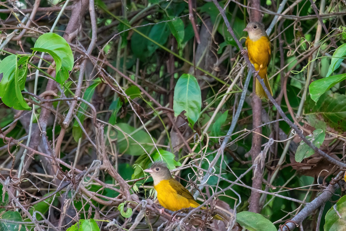 gråhodetanagar - ML644606435