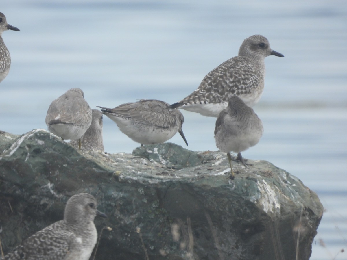 Шармаг элсэг - ML644606436