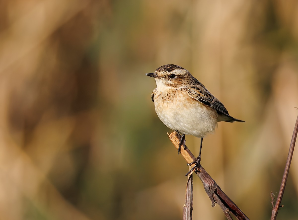 bramborníček hnědý - ML644606437