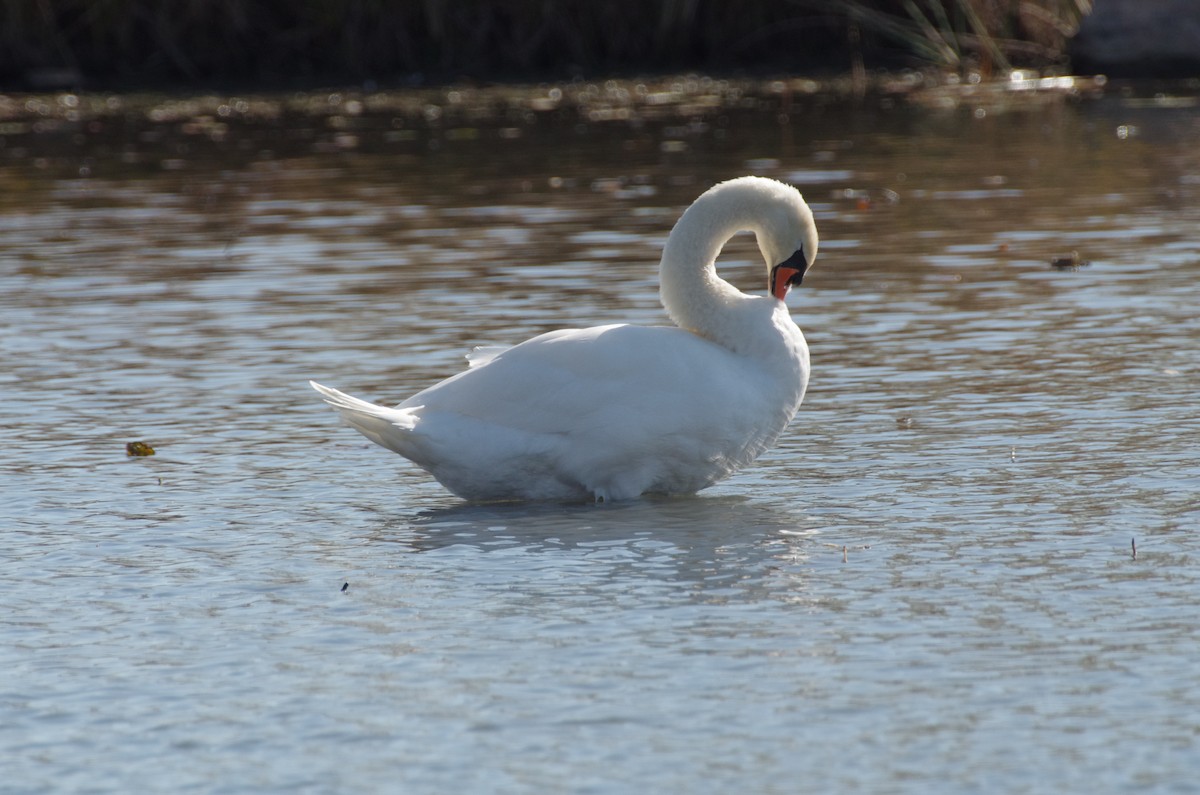 疣鼻天鵝 - ML644606438