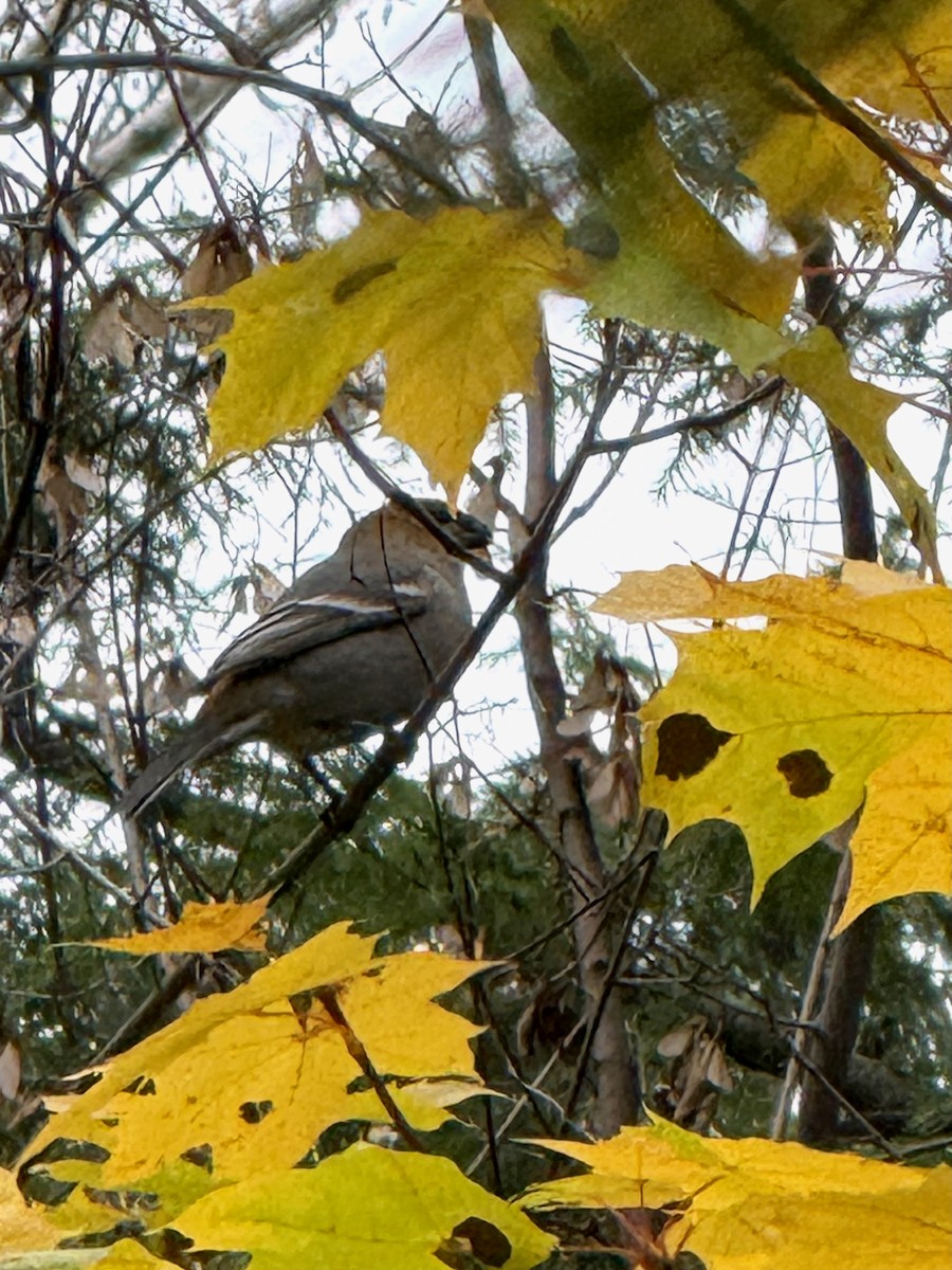 konglebit - ML644606442