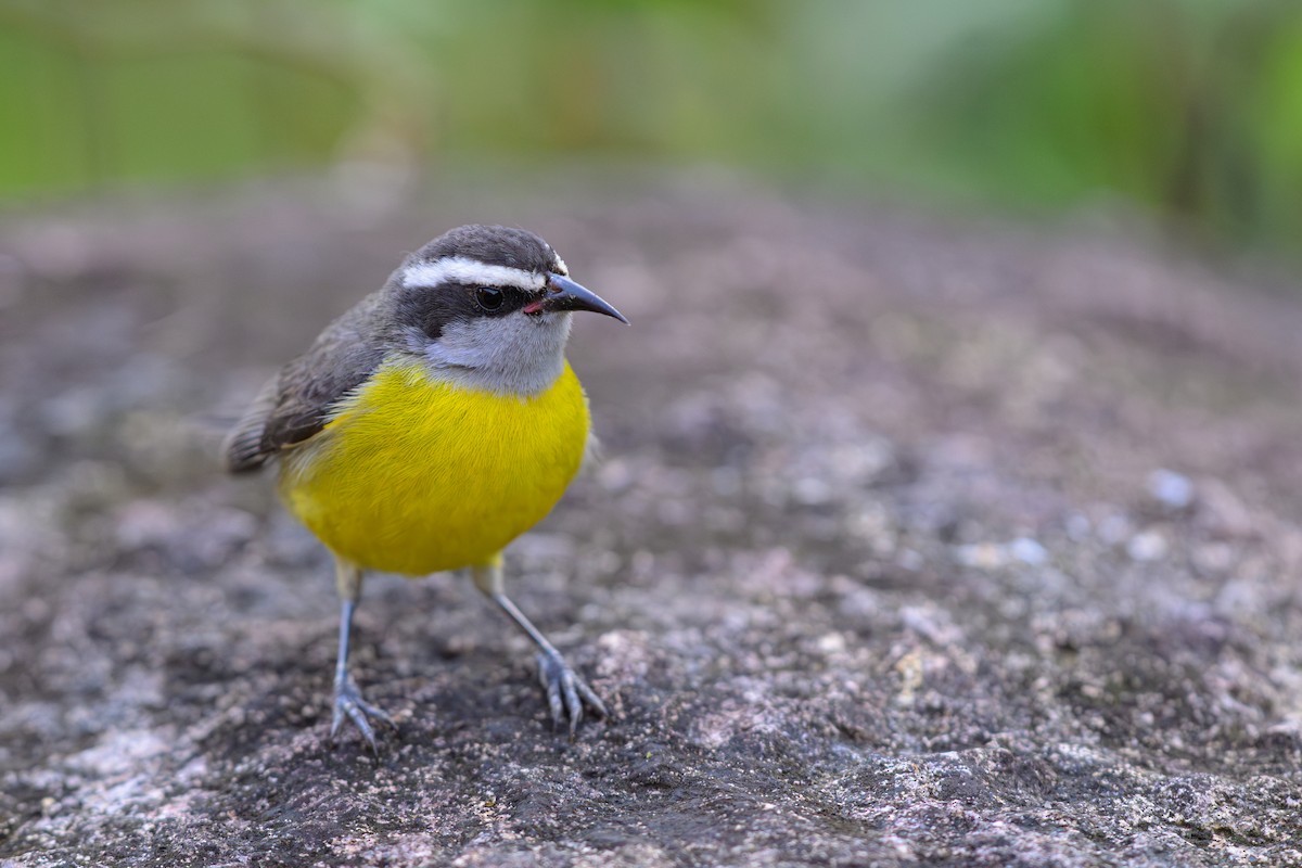 Sucrier à ventre jaune - ML644606480