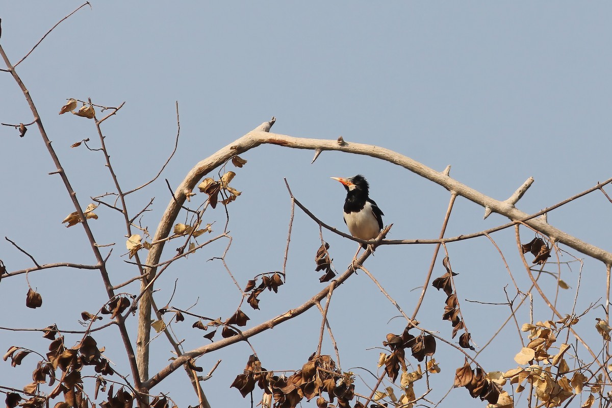 Siamese Pied Starling - ML644606498