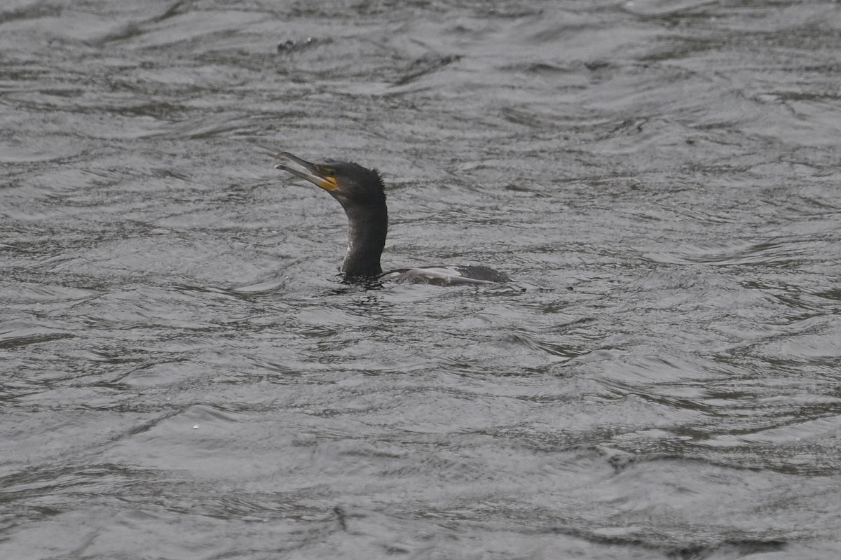 Cormorán Grande - ML644606510