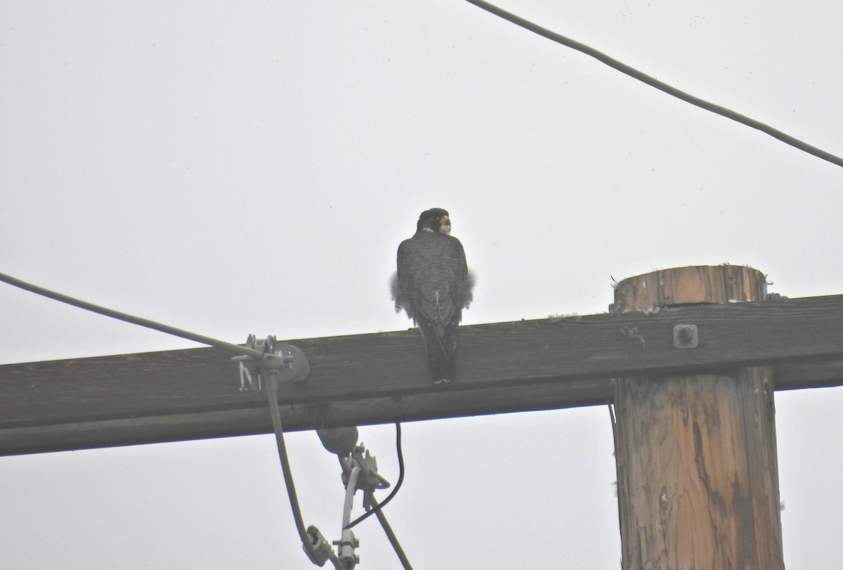 vandrefalk - ML644606512