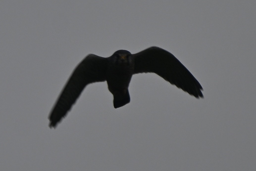 Turmfalke - ML644606515