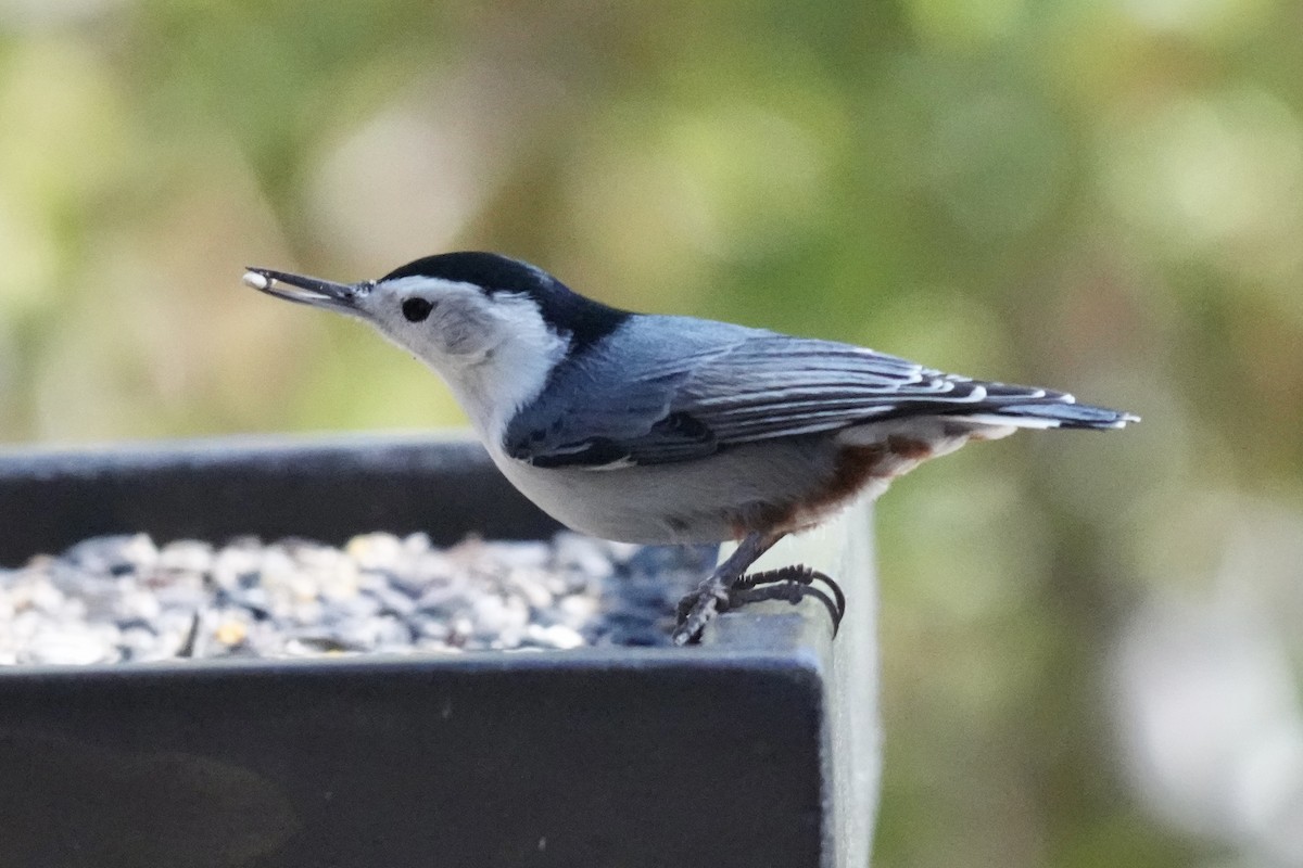 Sittelle à poitrine blanche - ML644606544