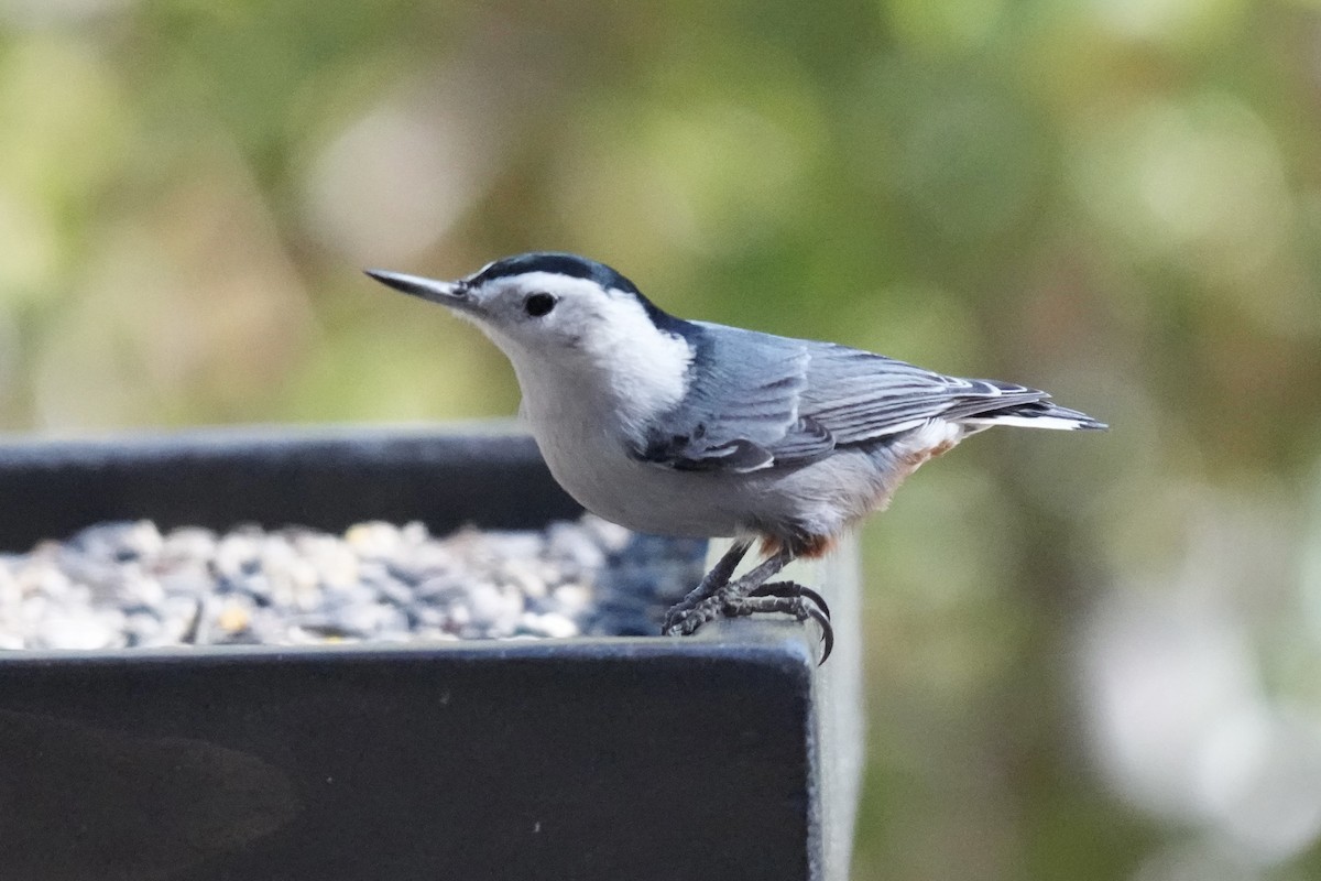 Sittelle à poitrine blanche - ML644606545
